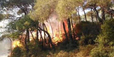 Heybeliada Yangının Sorumlularına Gözaltı!