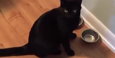  Kedilerin Salatalık İle İmtihanı Sizleri Kahkahalara Boğacak