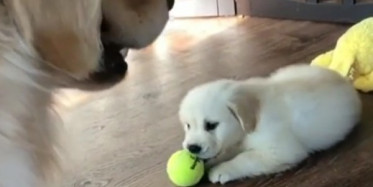 Tenis Topuyla Oynarken Hırslanıp Annesine Saldıran Minik Köpek
