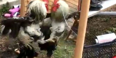  Aynadaki Görüntüsüyle Kavga Eden Horoz, Gülümsetti 