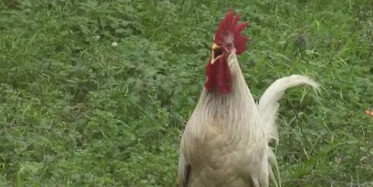 Sultanbeyli'de Bir Horoz Kendisine Taş Atan Postacıya Saldırdı