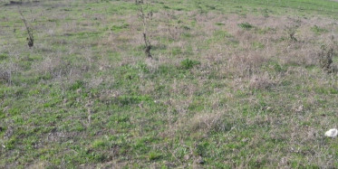 İcradan Alınan Arsa Bela Getirdi