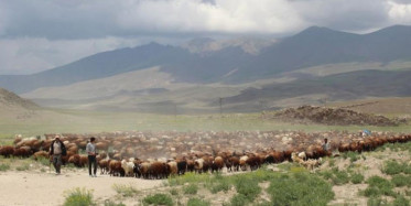 Iğdır'da Besiciler Yaylalara Çıkmaya Başladı