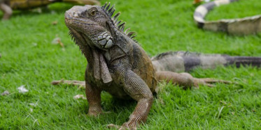 Gözlerini Tehlikeli Dünyaya Açan İguanaların Yaşam Mücadelesi