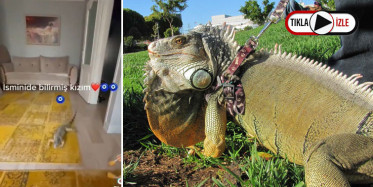 İguanasına Seslenen Kadının Videosu Çok Konuşuldu