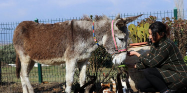 İnci Hemşirenin Sahiplendiği Pamuk En yakın Arkadaşı Oldu