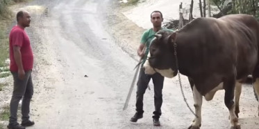 1,5 Tona Ulaşan Boğa 45 Bin Liraya Satışa Çıkarıldı