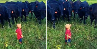 Karşısına Çıkan İnekleri Tavuk Sandı