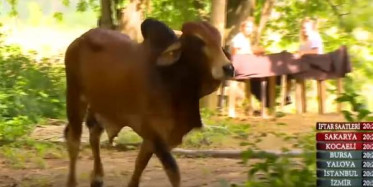 İnekler Yeniden Adayı Bastı