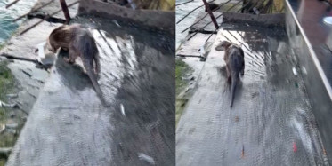 İstanbul Eminönü'nde Nesli Tükenmekte Olan Su Samuru Görüntülendi!