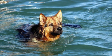 İstanbul Haliç'te Akılalmaz Olay! Köpek Beyoğlundan Balata Yüzerek Geçti