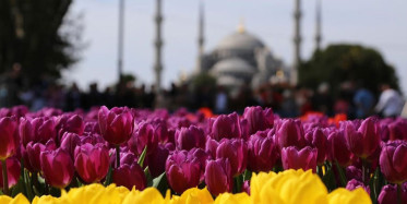 İstanbul’da Baharın Gelmesiyle Açan Laleler Görsel Şölen Oluşturdu