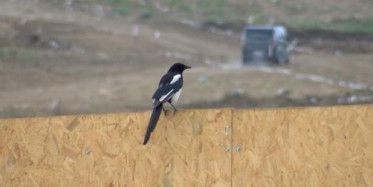 İstanbul'da Batı Nil Virüsü Görüldü!