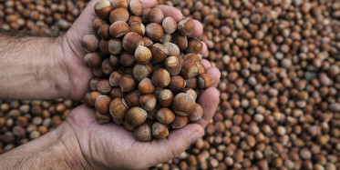 İstanbul'un Göbeğinde 1 Buçuk Ton Fındık Çaldılar!