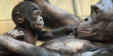 İyileştirilip Doğal Yaşama Bırakılan Şempazenin Veda Anları