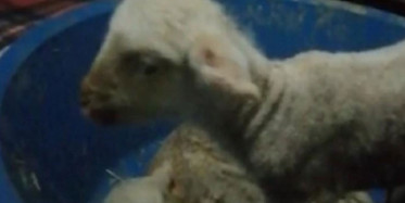 İzmir'de Anne Diyen Kuzu Görenleri Şaşkına Çevirdi