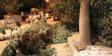 İzmir'de Şiddetli Fırtına Ağaçları Devirdi