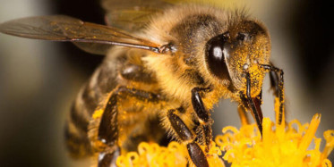 İzmit'te Saat Direğine Yuva Yapan Arılar Kovana Alındı