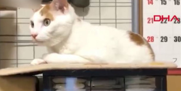 Japonya'da 7.2 Şiddetinde Deprem: Kedi Yerinden Kıpırdamadı Bile