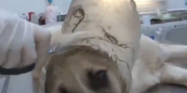 Kafası Bidona Sıkışan Köpek Kurtarıldı