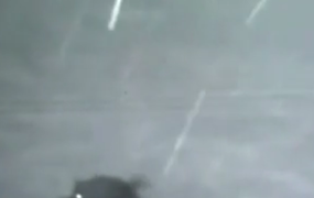 Kurtların, Kangalı Telef Ettiği An