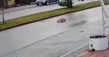 Vicdansız Sürücü Köpeğe Çarptı, Kaçtı!