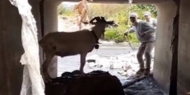 Kaçan Kurbanlık Keçiyi Kementle Yakalamaya Çalıştı