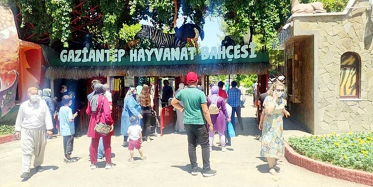 Kafesten Kaçan Aslan İnsanlara Saldırdı