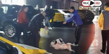 Kağıthane'de Pitbull Dehşeti