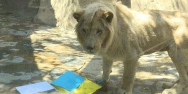 Kahin Aslan Şampiyonluk Seçimini Yaptı!