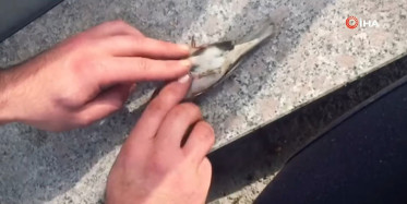 Kalp Masajı Yapılan Serçe Hayata Tutundu