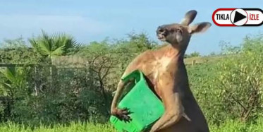 ABD'de Kuyruğu Üzerinde Duran Kanguru Görenleri Şaşkına Çevirdi