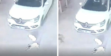 Balıkesir'de Gözünü Kırpmadan Köpeklerin Üzerine Sürdü