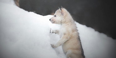 Karlar Altından Çıkarılan Mucize: Ölmek Üzere Olan Kurt Yavrusu Tedavi Edildi
