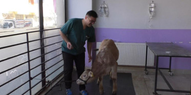 Kars’ta Buzağıların Koronavirüs Testi Pozitif Çıktı