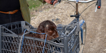 Kars'ta Merada Doğan Kuzuyu Bisikletle Evine Götürdü