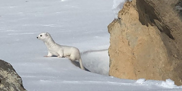 Kars'ta Nadir Görülen Beyaz Gelincik Görüntülendi
