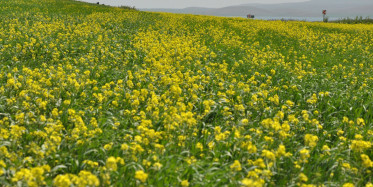 Kars'ta Tarlalarda Açan 'Sarı Çiçekler' Görsel Şölen Sundu