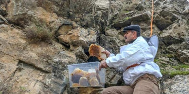 Lezzeti Kadar Ulaşması da Zor Olan Kaya Balının Kilosu 500'e Satılıyor