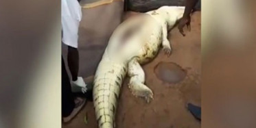 Kayıp Çocuk Timsahın Karnından Çıktı!