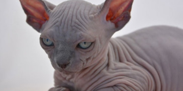 Dünyanın En Nadir Görülen Kedi Irkları