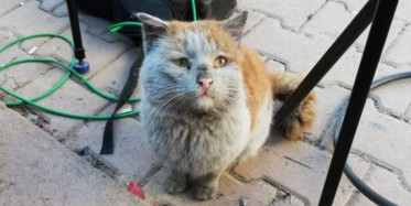 Kahraman Kedi Sarman Pitbul Köpeği Kovaladı!