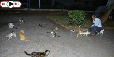 Anne Kedi Ve 6 Yavrusunun Feci Ölümü
