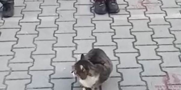 10 Kasım'da Saygı Duruşunda Duran Kedi Şaşırttı!