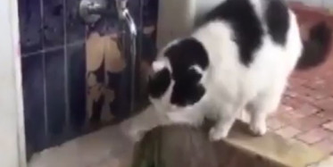 Şadırvandan Patisiyle Su İçen Kedi Gündem Oldu