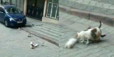 Anne Kedi Ölen Yavrusunu Bırakmadı