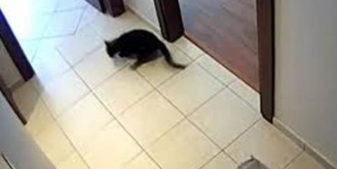 İzmir'de Deprem Esnasında Kedinin Korku Dolu Anları Kameralara Yansıdı