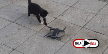 Kedinin Drone ile İmtihanı
