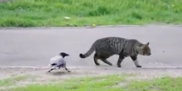 Kargalar Oyun Oynayan Kedilere Kafa Tuttu