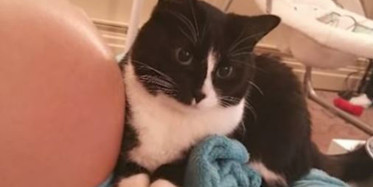 Kedinin Sevgisi İçinizi Isıtacak!